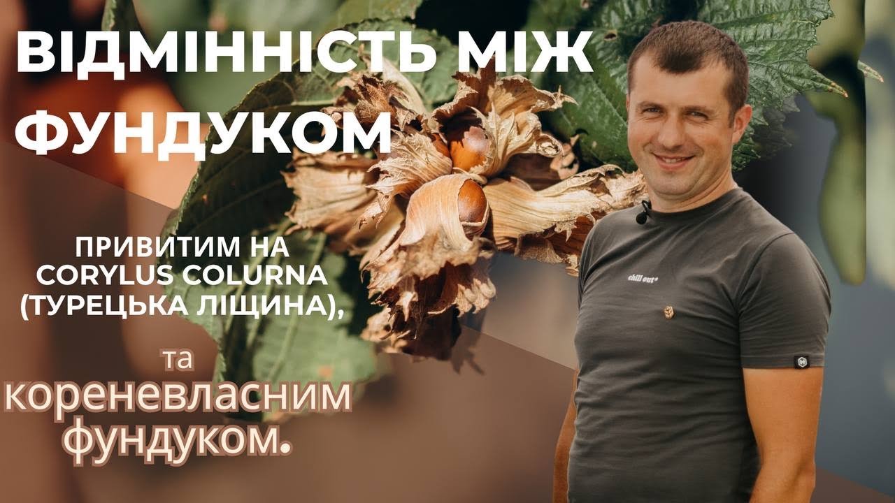 Фундук: привитий на ліщині Corylus Colurna чи на власному корені? Реальні відмінності та порівняння.