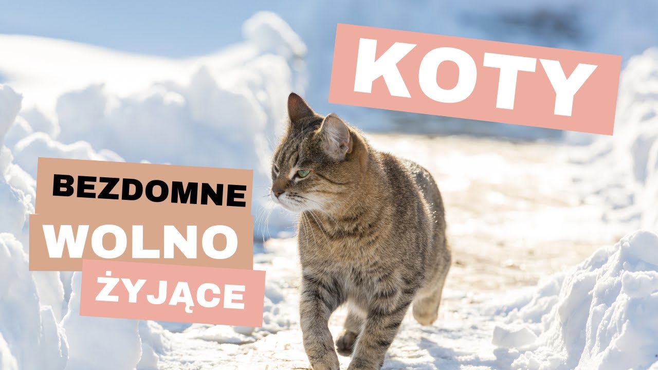 Koty domowe jesienią i zimą - rzeczywistość