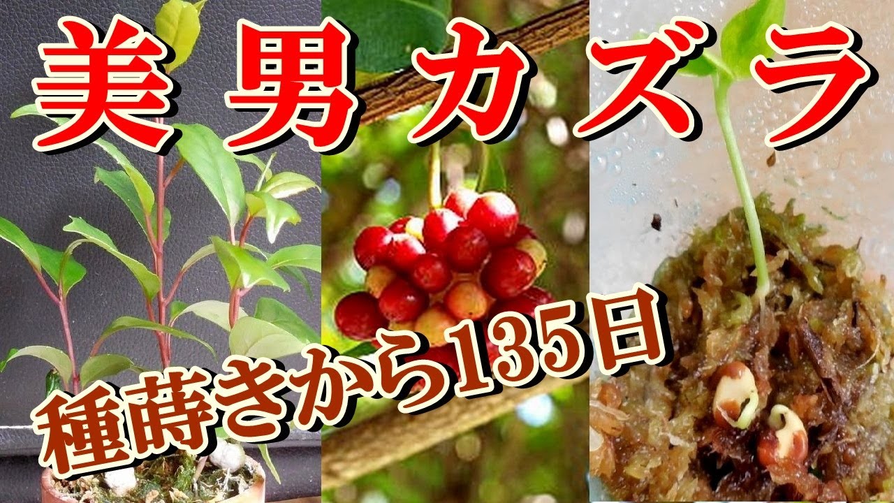 【ミニ盆栽 実生】美男カズラ種から育てる 種蒔きから135日 Growing from beautiful chasuble seeds 135 days after sowing