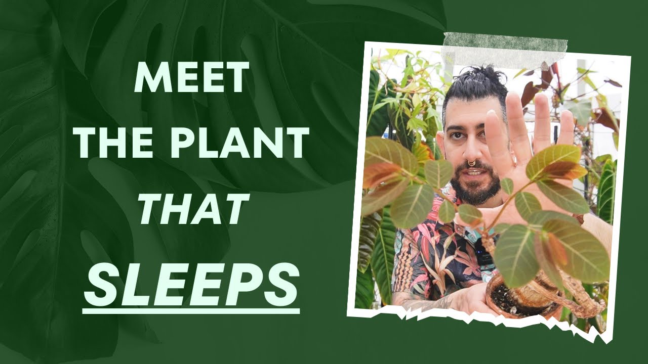 🌱 Phyllanthus Mirabilis: 5-Year Review 🌿 The Plant That Sleeps at Night