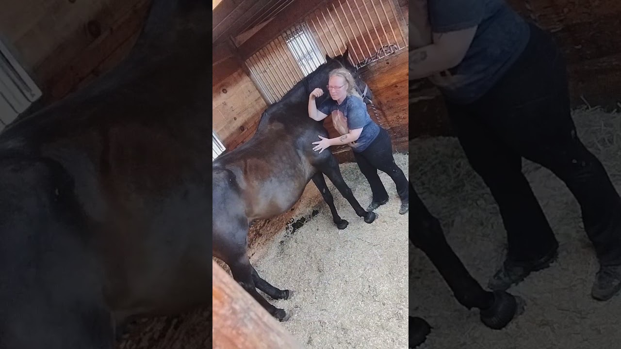 Equissage Massage Exam video