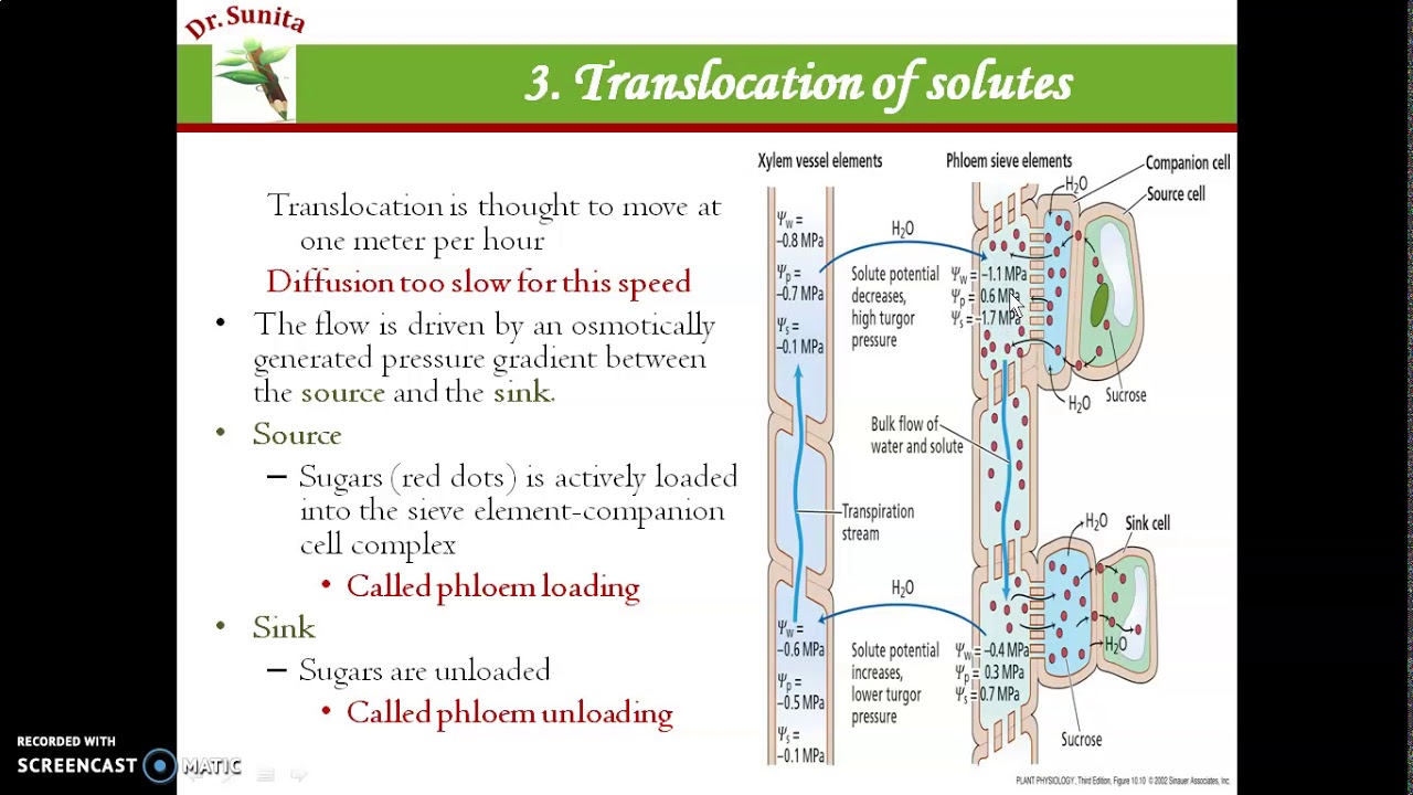 Mechanism & factors affecting translocation of organic solutes