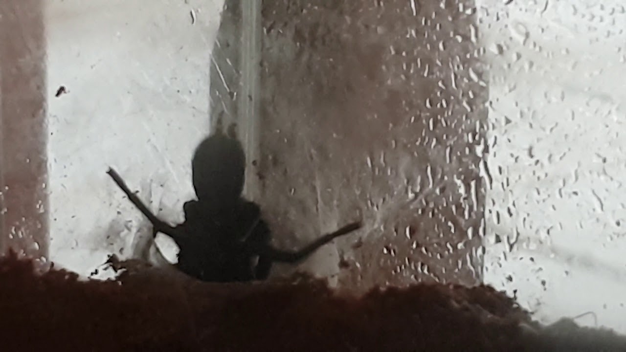 Male Funnel web Spider ( Hadronyche Versuta ) webbing up on glass.