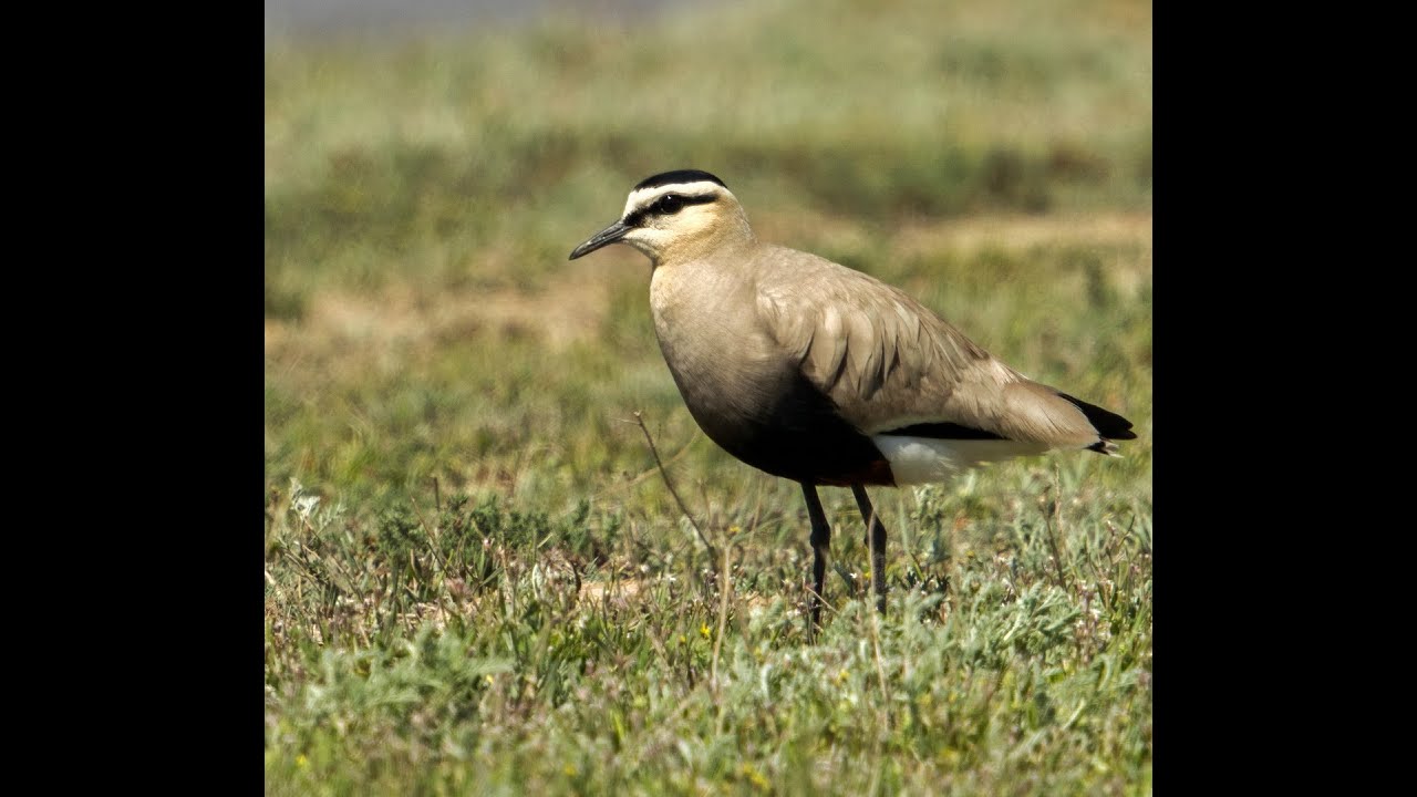 Kazakhstan birding