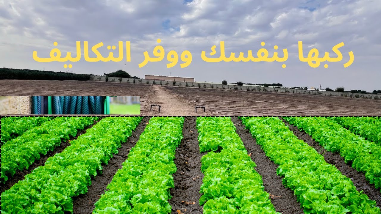 تمديدات الزراعة الحقلية في الكويت ، زراعة البطاطس 🥔،زراعة الورقيات،مشاريع زراعية
