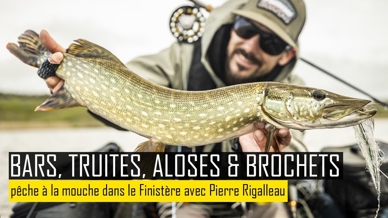 BAR, TRUITE, BROCHET & ALOSE : 3 jours de pêche à la mouche dans le Finistère
