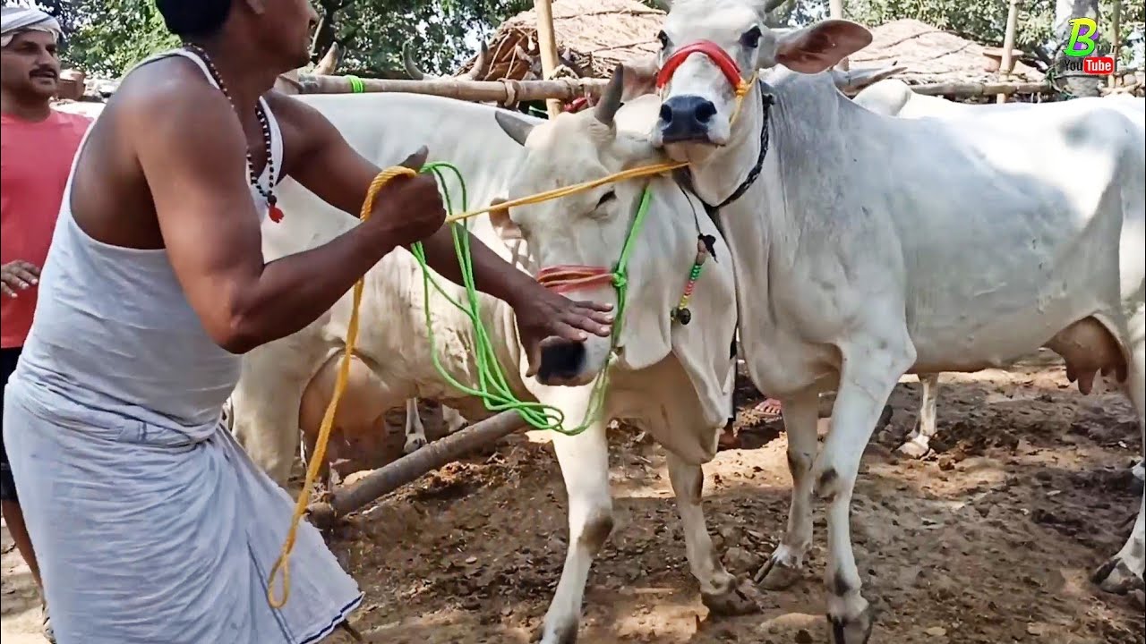 देसी दुधारू गाय देखिए बिहार के मझवारी पशु मंडी से | Desi Cow for Sale | Cow Video | Cow Mandi Bihar