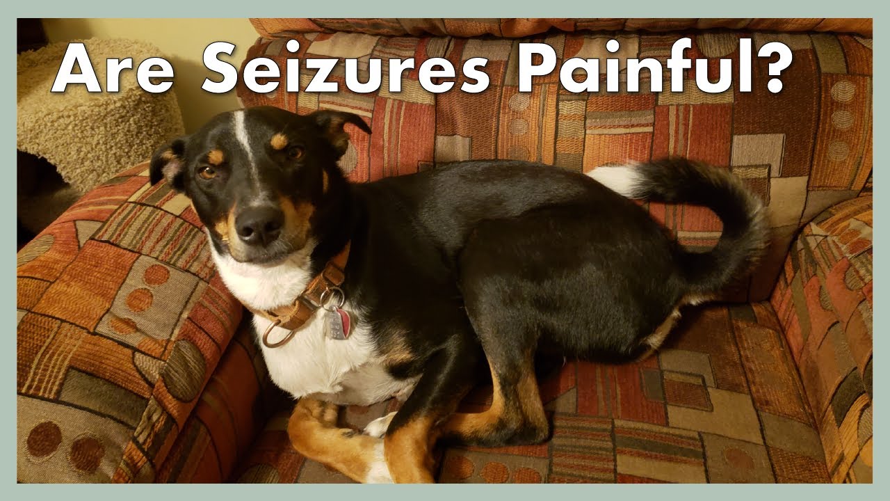 Seizures in Dogs - Q&A || June 11, 2020