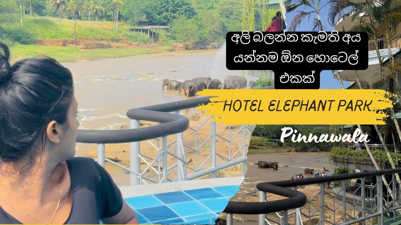 අලින්ට ගොඩක් කැමති කෙනෙක්ද ඔයත්? | Hotel Elephant Park Pinnawala|e|central province Sri Lanka