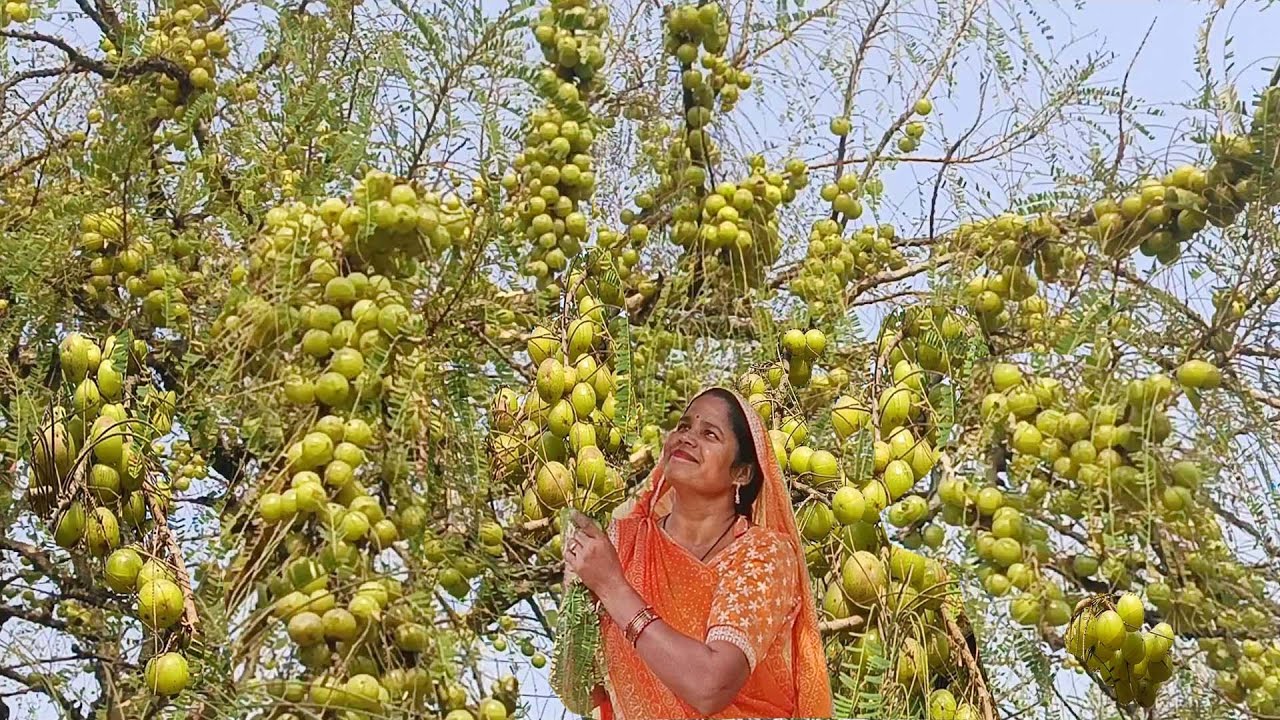 एक बार आंवले का मुरब्बा बनाये और महीनों भर खाये खराब नहीं होगा || Aawale ka murbba recipe