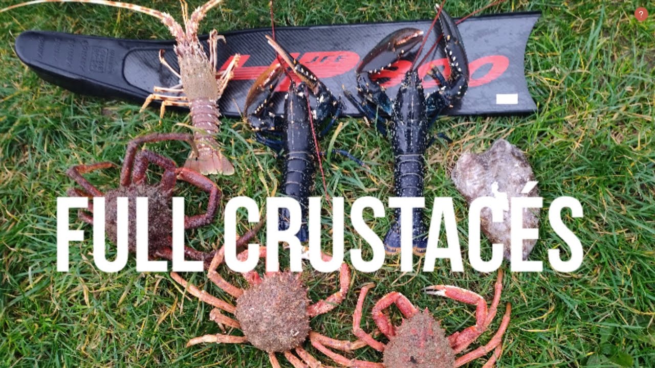 langouste, Homards et araignées: une première sortie top (Bretagne) #spearfishing #lobster #fishing