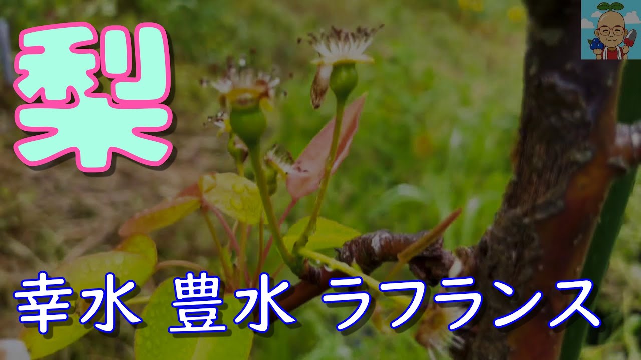 第85回「梨（幸水・豊水・ラフランス）の紹介」の巻【ド素人果樹栽培】