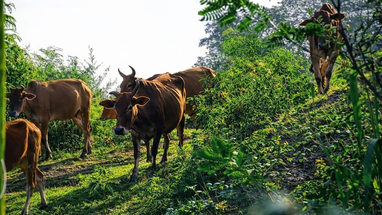 cute cow herding in the morning on a forest road while descending a green hill, cow sound cow Moo