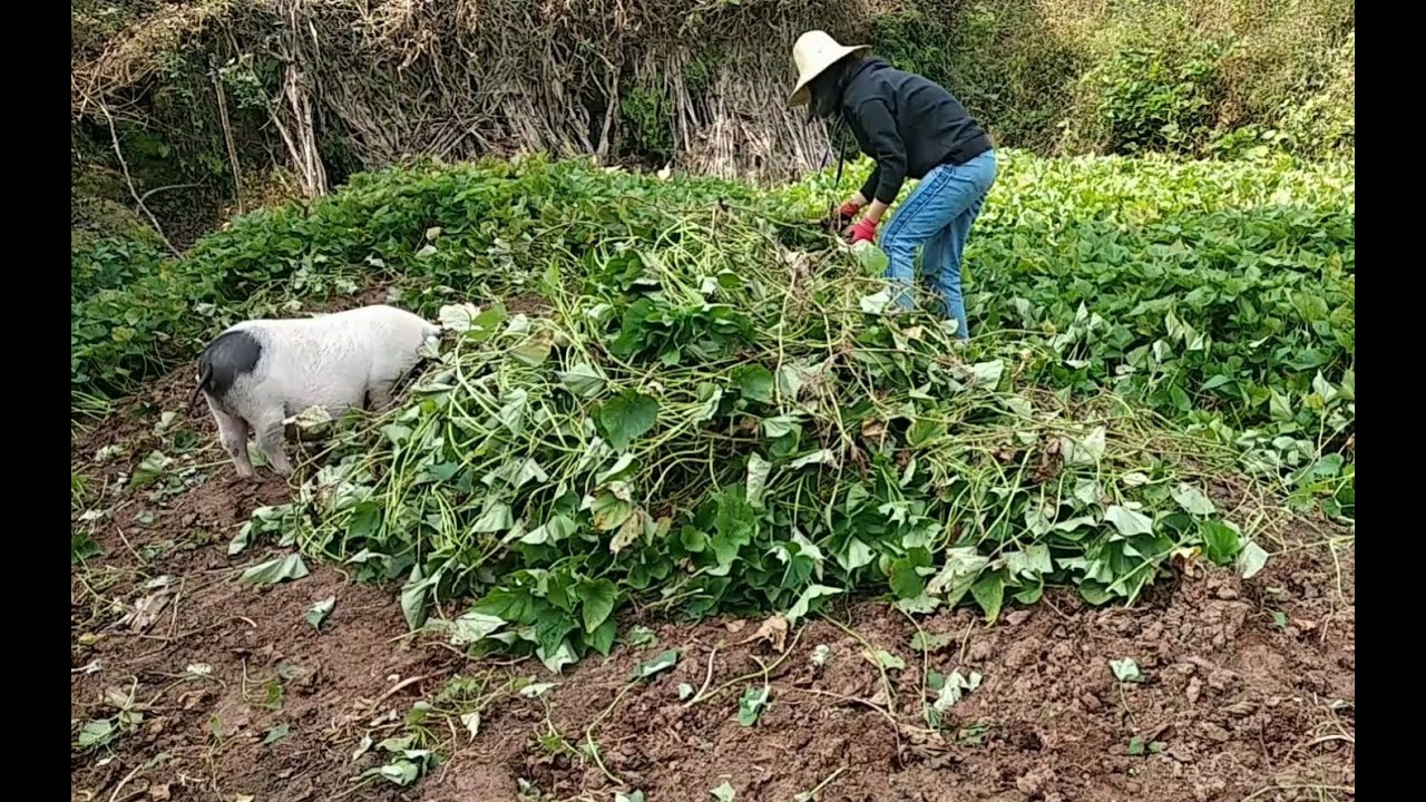 小猪跟主人去地里割红薯藤，热了就去泥坑洗澡