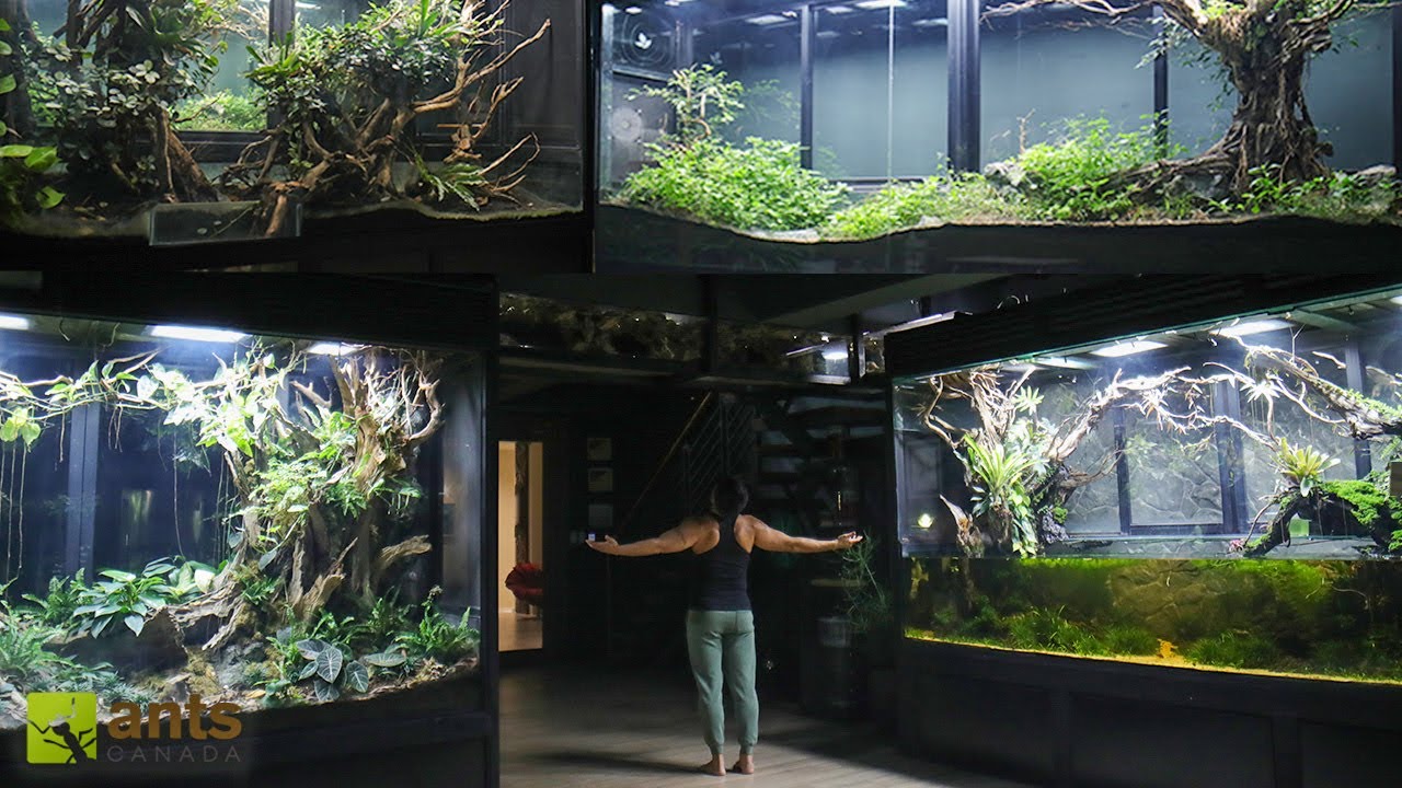 A Grand Tour of My Giant Ecosystem Vivariums (2 Year Update)