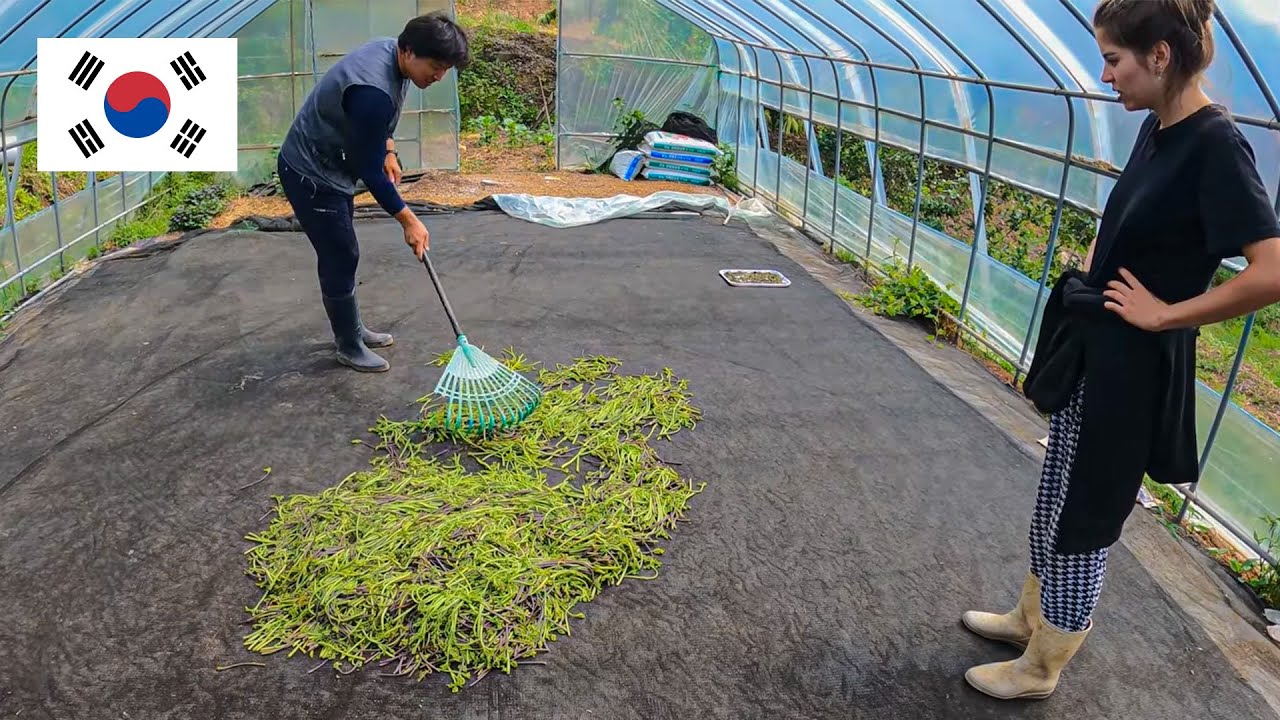ASSIM É A VIDA NUMA FAZENDA NA COREIA DO SUL