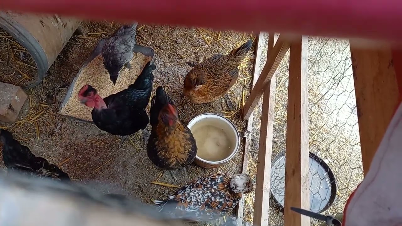 Kis kakas első kukor&eacute;kol&aacute;sa🐓