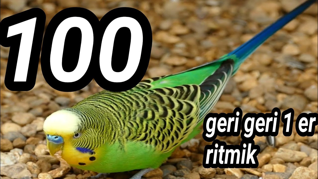 100 den Geriye 1 er ritmik sayma Sayı Sayma &Ccedil;izgi Film - 100'den Geriye Doğru 1'er 1'er Ritmik Sayma