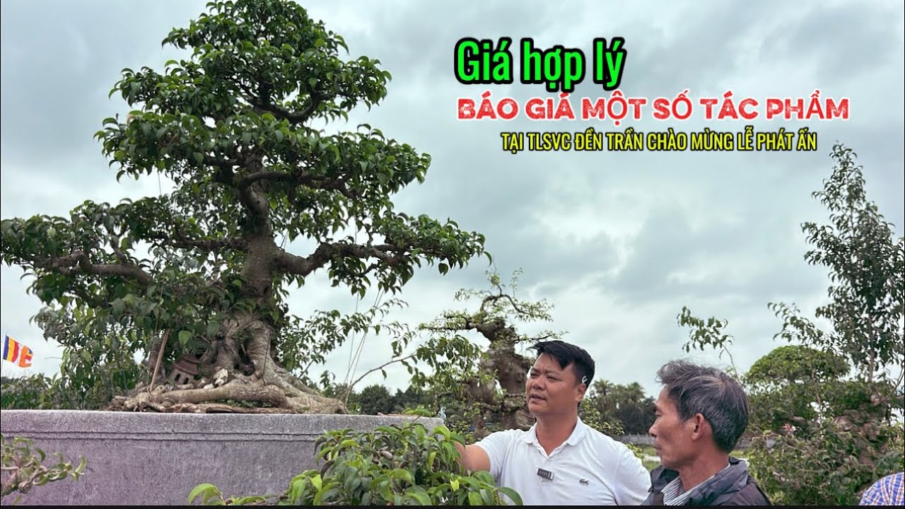 GIÁ HỢP LÝ . BÁO GIÁ tại khu thương mại TLSVC ĐỀN TRẦN | Quảng Tùng