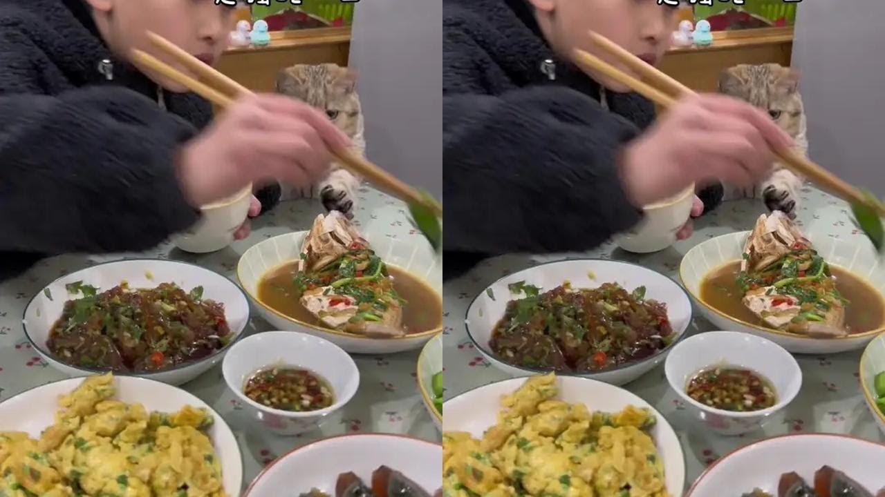 干饭猫上线，今天这马面鱼的味道它不太喜欢呀。#干饭最积极的小猫 #吃货 #吃货的迷惑行为 #铲屎官的乐趣