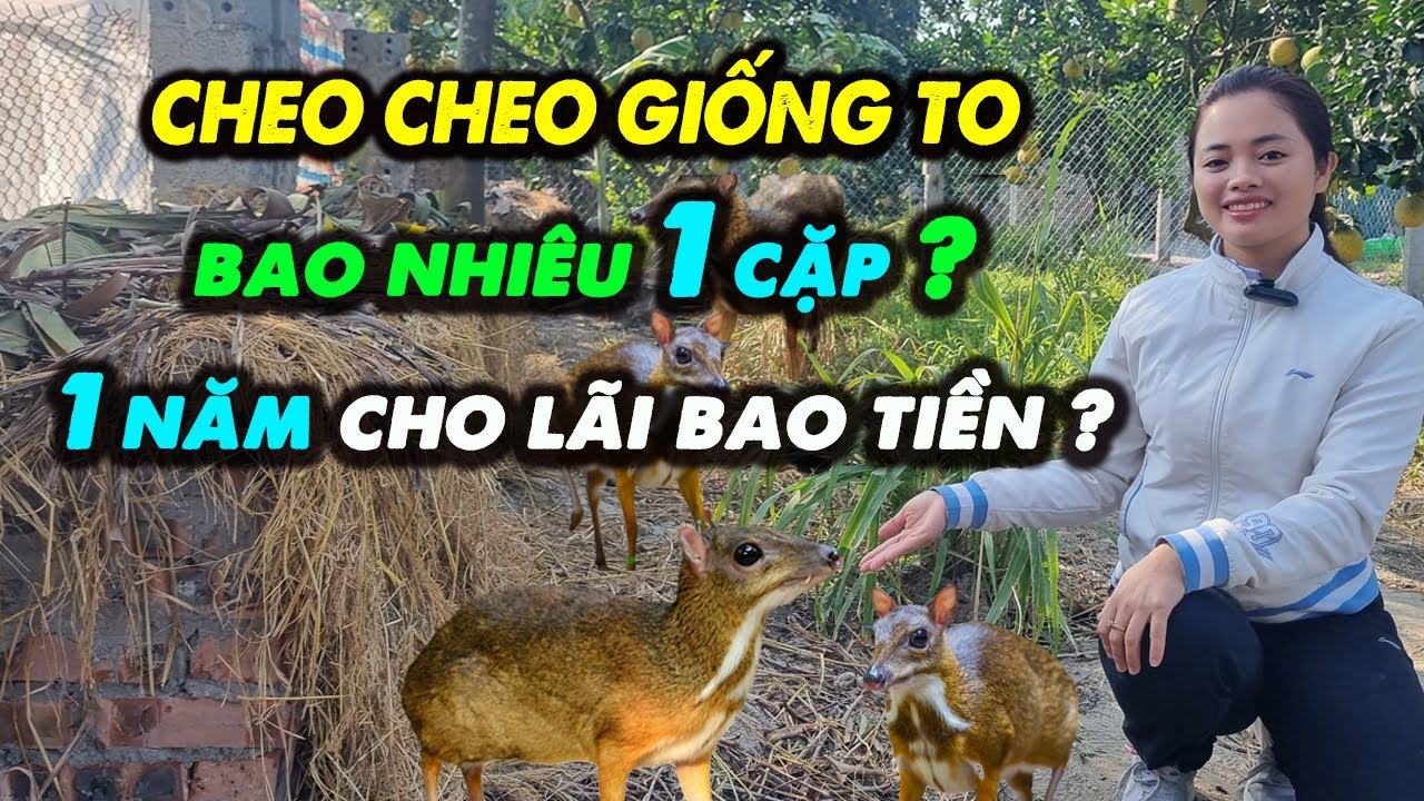 Chi Phí Mua Cheo Cheo Giống Là Bao Nhiêu ? Lợi Nhuận Chăn Nuôi Cheo Cheo Lưng Bạc