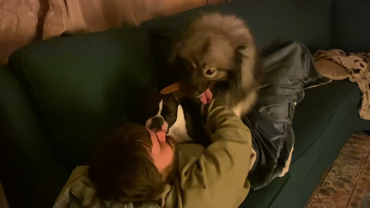 Cute And Sweet Boston Terrier And Keeshond Kiss Their Daddy