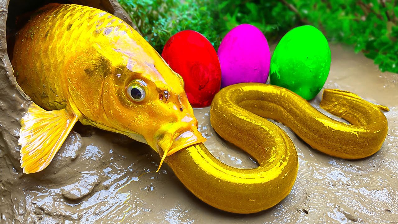 Funny Stop Motion Rainbow Catfish, Cute Turtle - Animation Colorful Koi Pond, Pink Eel