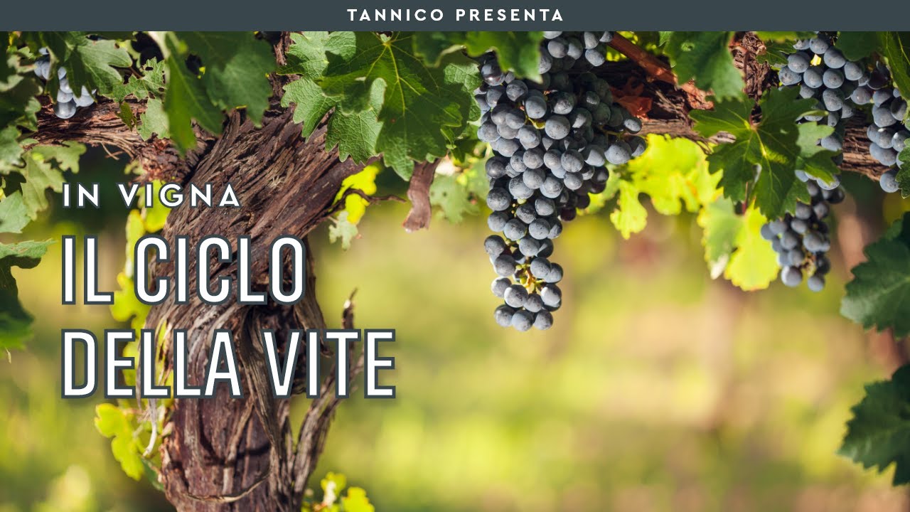 Il ciclo annuale della vite e le sue fasi fenologiche | Tannico Flying School