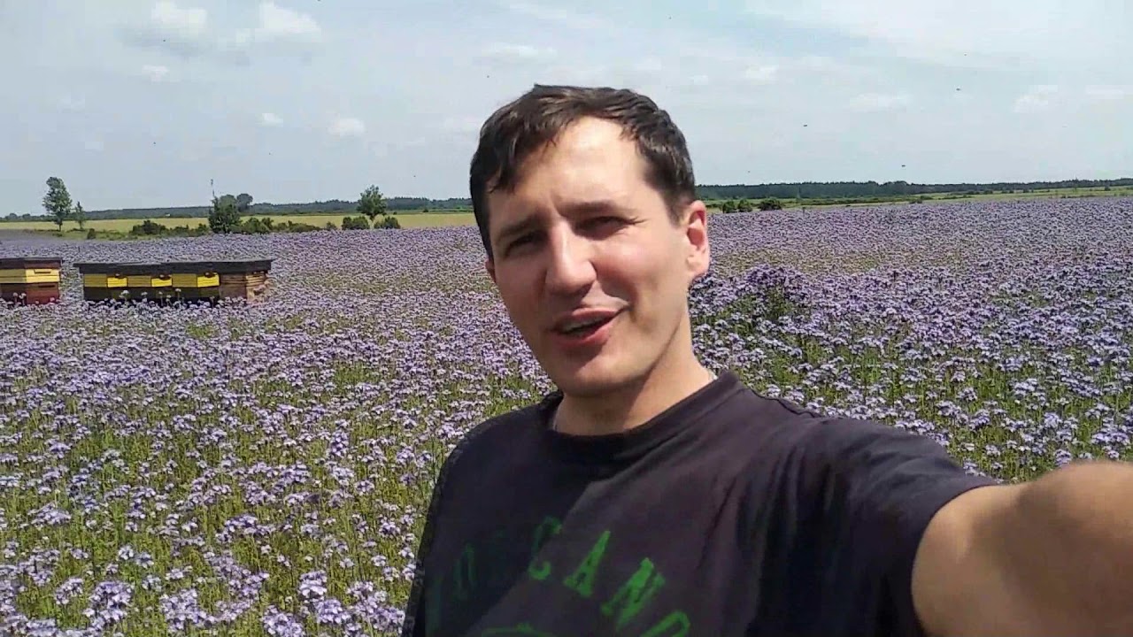 Pszczoły BeeRoyal - Facelia Błękitna 1000 kg z ha