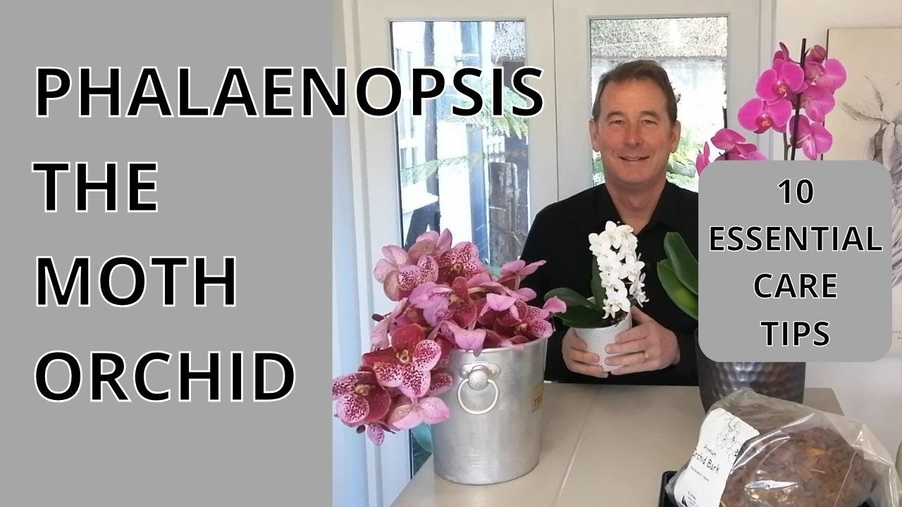 ORCHIDS | Phalaenopsis Care | Caring for the Moth Orchid Phalaenopsis UK