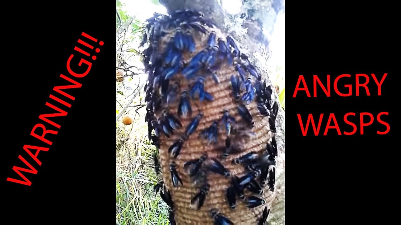 Face to face with a Warrior Wasp (S.septentrionalis)