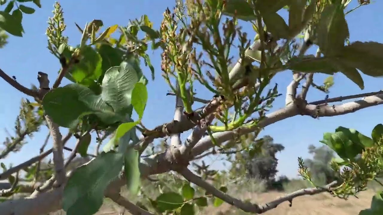تلقيح اشجار الفستق الحلبي الجزء الاول