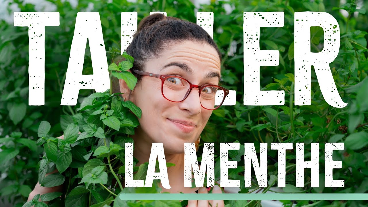 Comment tailler sa menthe ? ✂️🌿✂️ #tuto