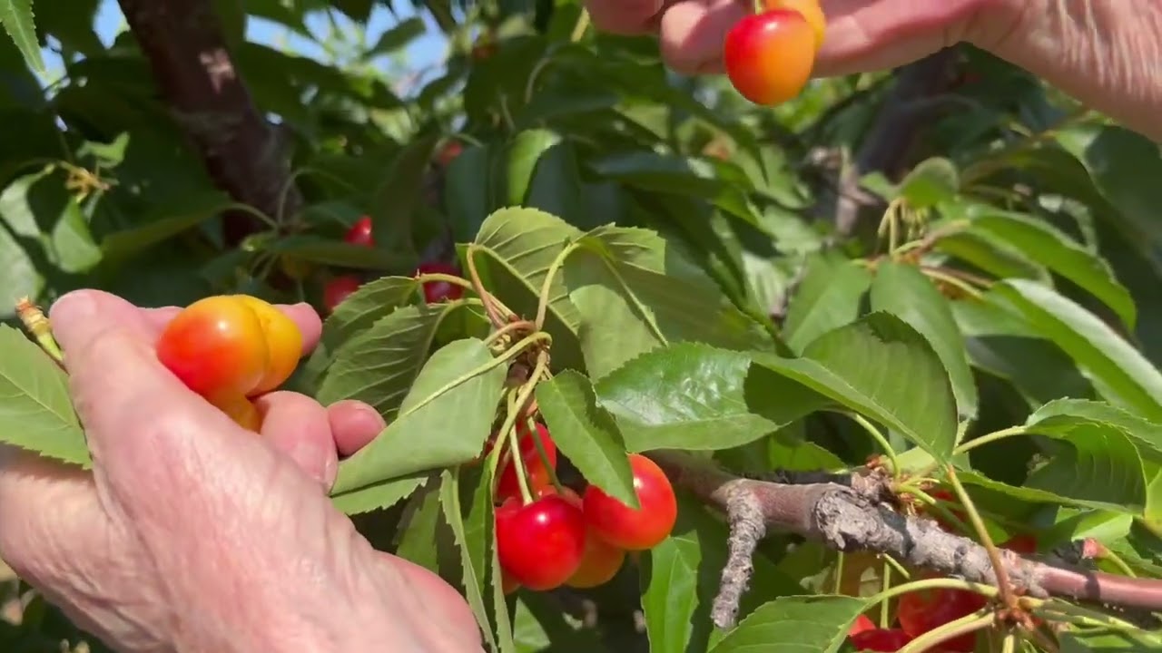 The Right Way to Pick a Cherry
