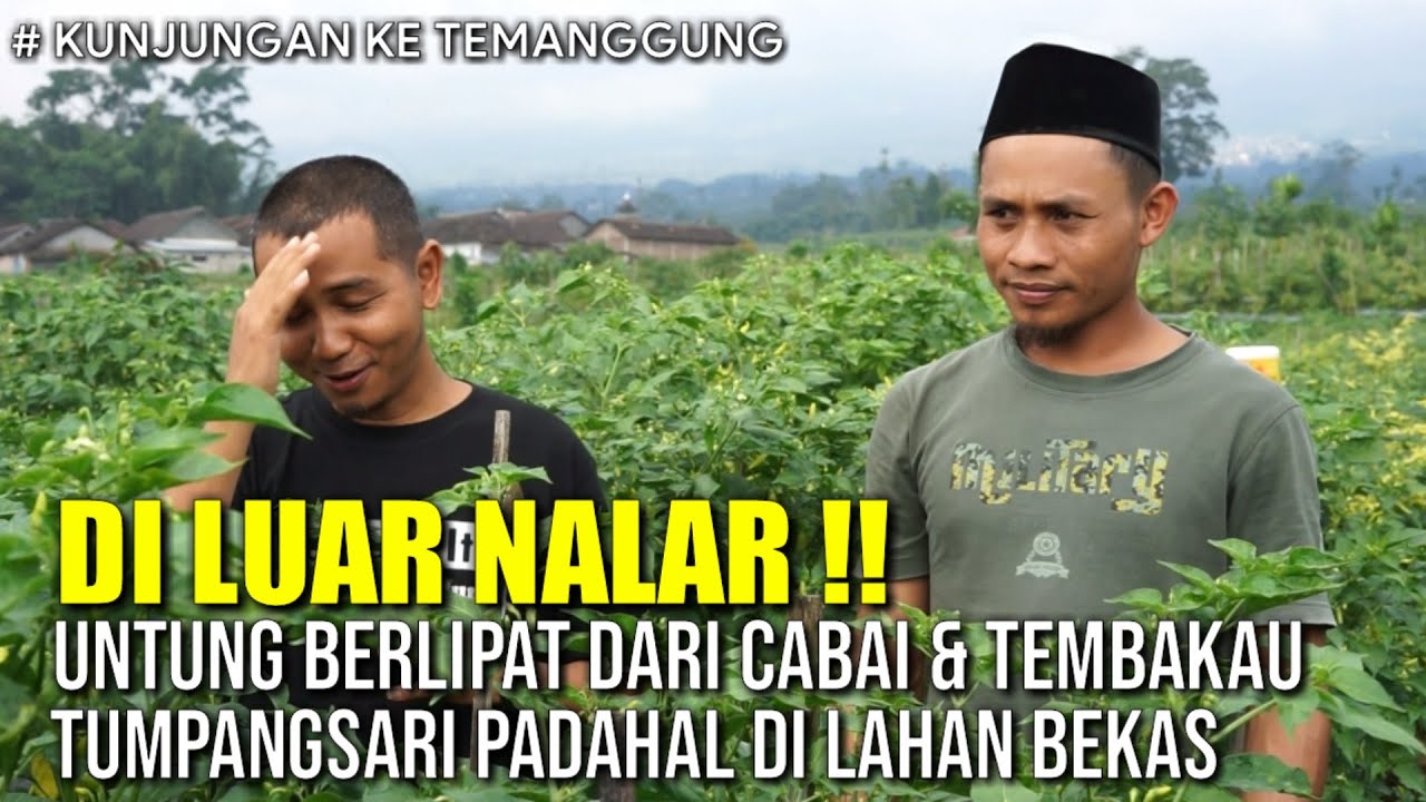 UNTUNG BERLIPAT DARI TANAM CABE DAN TEMBAKAU DALAM SATU LAHAN | CARA MENANAM CABE & TEMBAKAU