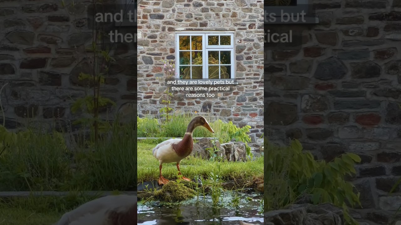 Why we keep ducks in our garden 🦆🌈