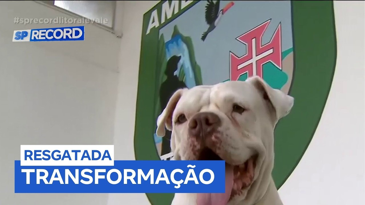 Cadela vítima de maus-tratos vira xodó da Polícia Ambiental de Guarujá (SP)