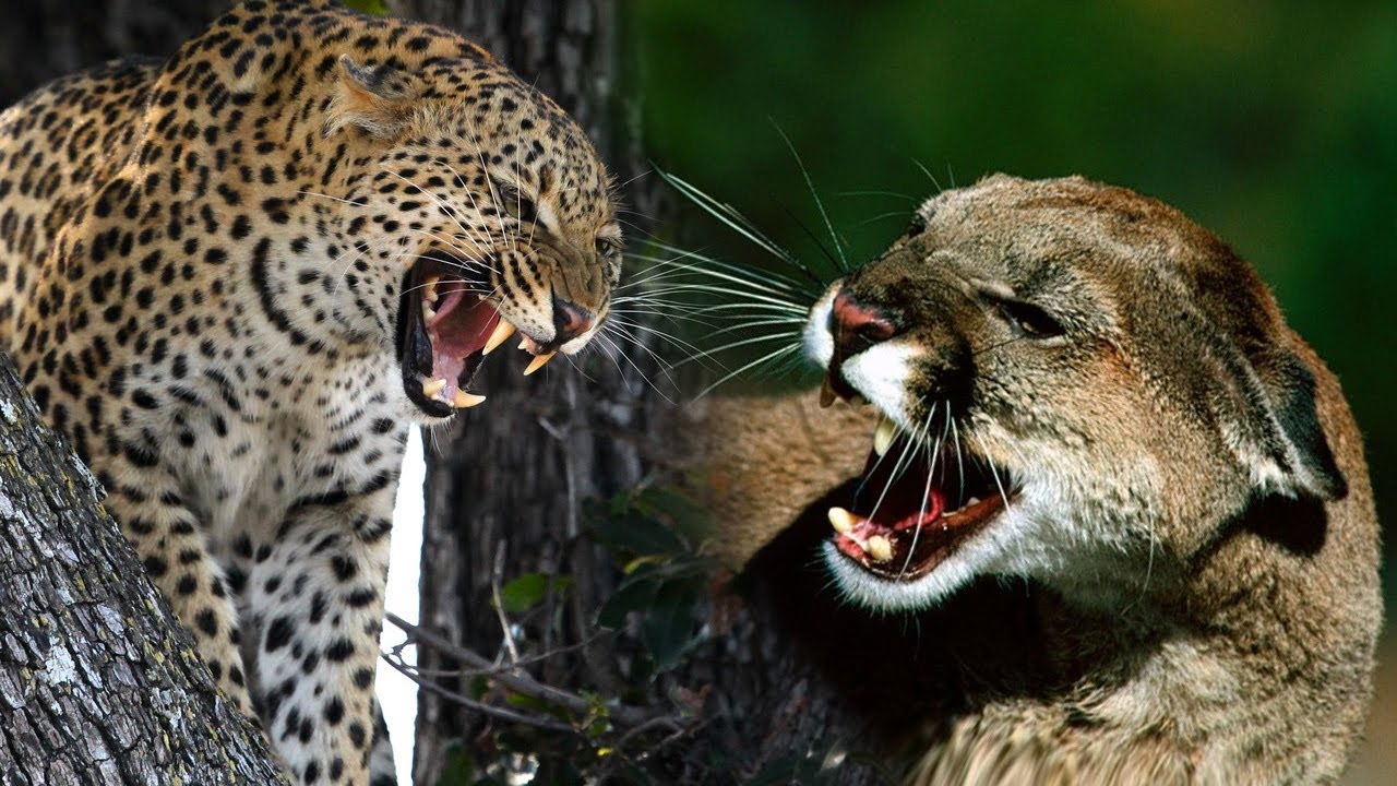 Puma vs Macan Tutul | Mari Kita Bandingkan!
