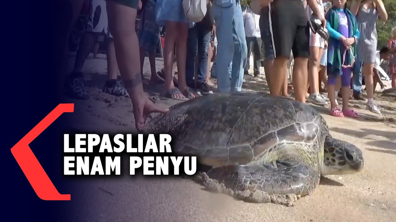 Enam Penyu Dilepasliarkan di Pantai Kuta