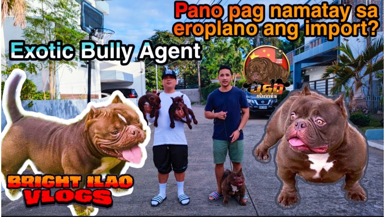Agent ng mga Exotic Bullies galing China | Pros and Cons sa pag iimport ng Bullies
