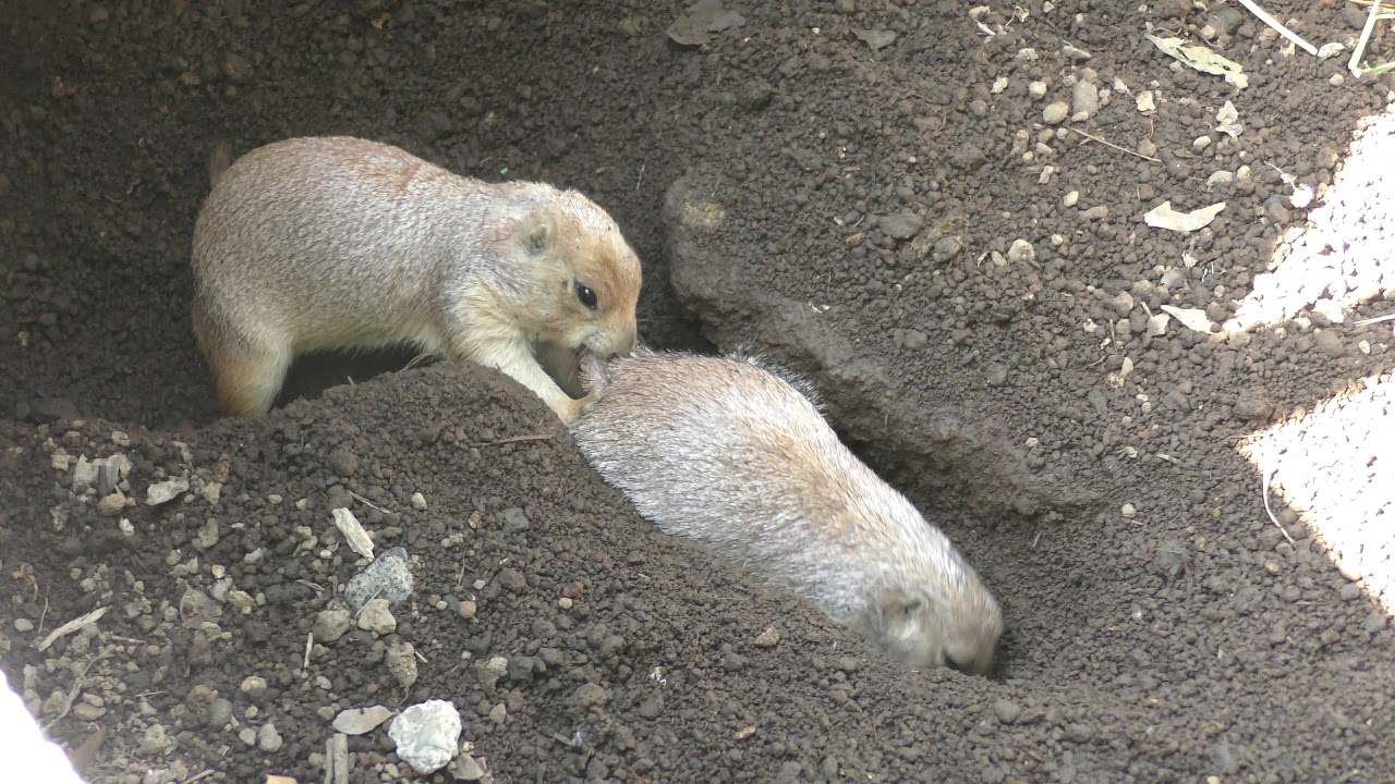 じゃれ合うオグロプレーリードッグ (伊豆シャボテン動物公園) 2018年4月22日
