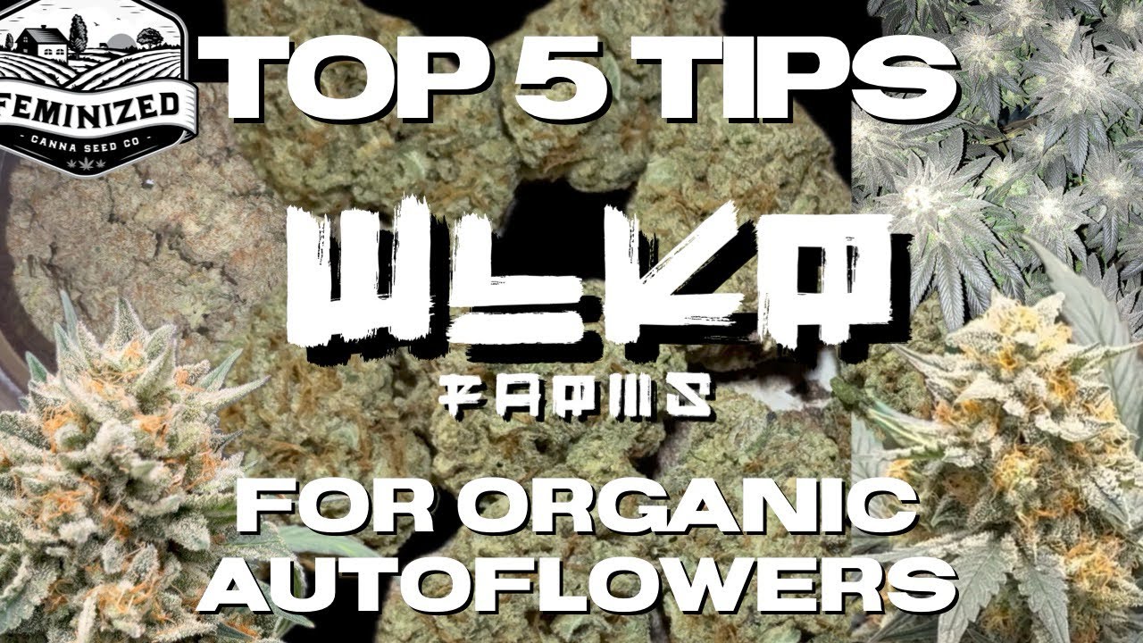 TOP 5 TIPS FOR ORGANIC AUTO-FLOWER CANNABIS (BOOST YOUR YIELDS ORGANICALLY)
