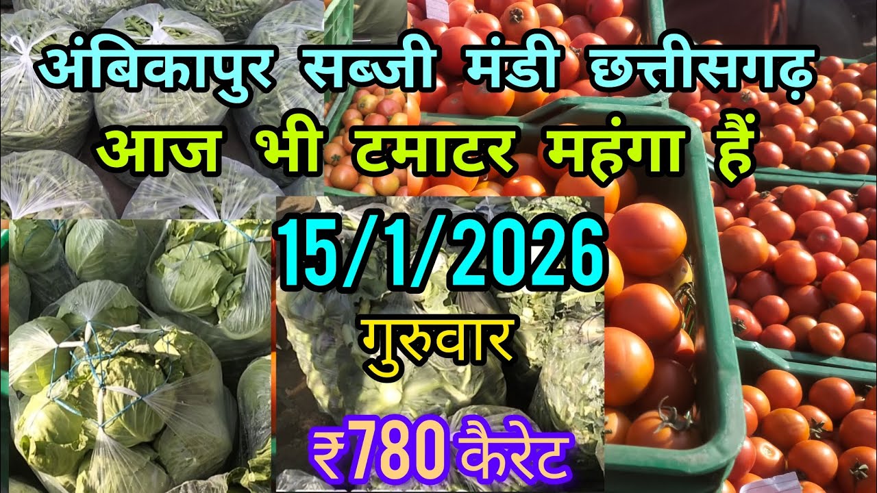 अंबिकापुर सब्जी मंडी ||आज टमाटर ₹780 कैरेट बीका है | 15/1/2026 | Ambikapur sabji mandi || #ambikapur