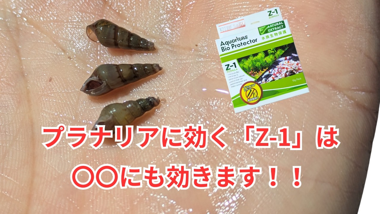 プラナリアに効くZ-1は〇〇にも効果バツグンでした！