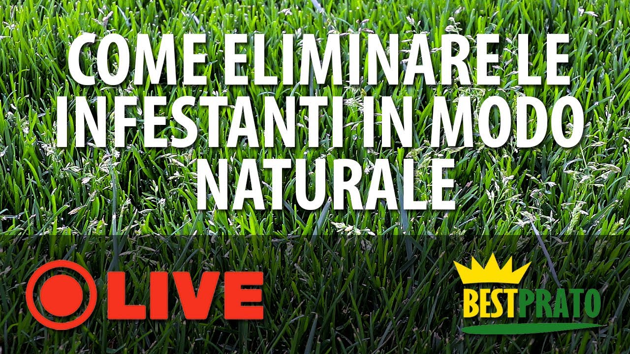 COMBATTERE LE INFESTANTI DEL PRATO IN MODO NATURALE. IL METODO BESTPRATO