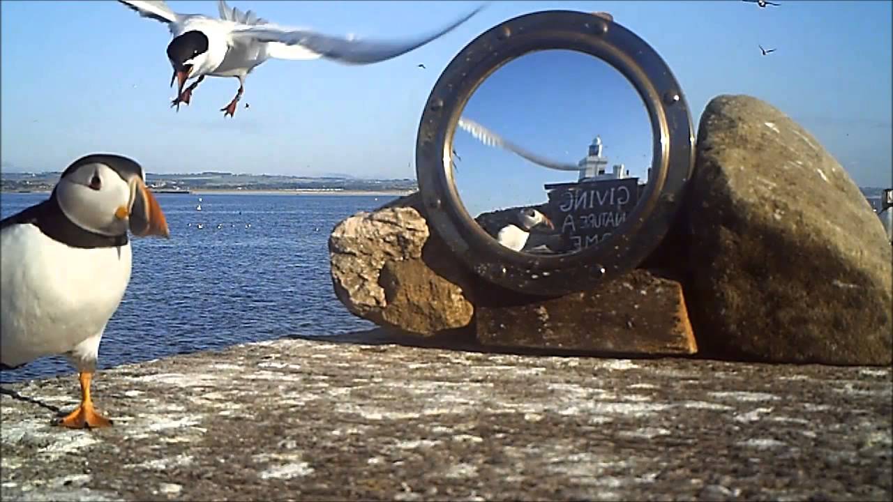 Roseate Tern - Moving a puffin on
