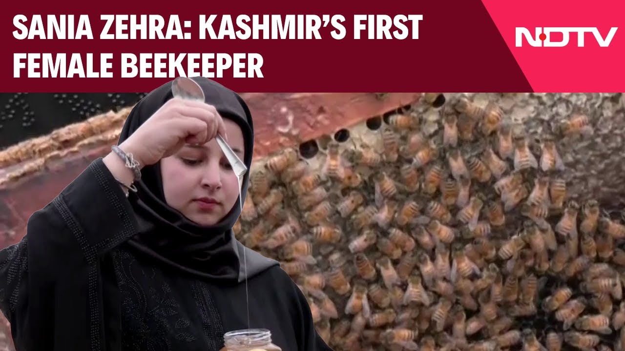 J&K News | Kashmir's First Female Beekeeper: Sania Zehra Breaks Stereotypes, Empowers Local Farmers