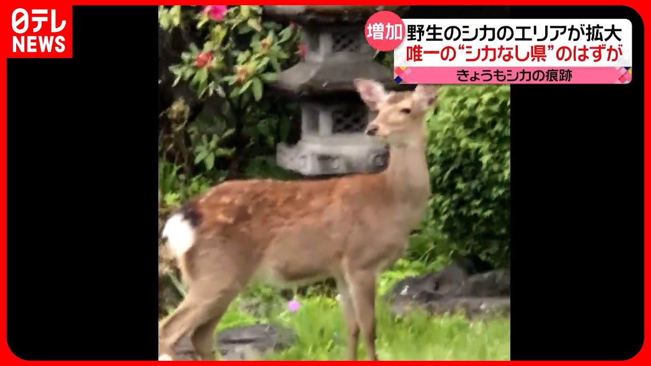 【野生のシカ】生息エリアが拡大　“絶滅した”茨城県でも目撃相次ぐ