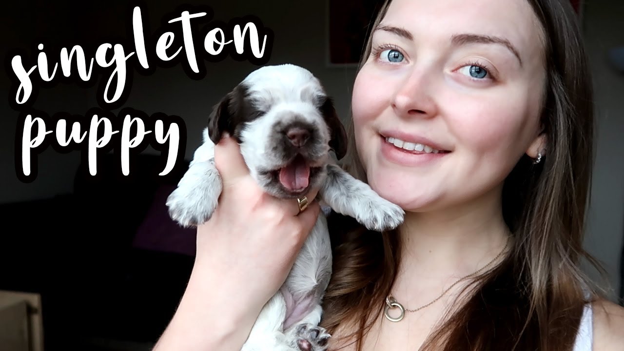 CARING FOR A SINGLETON PUPPY COCKER SPANIEL // Lollipop1996