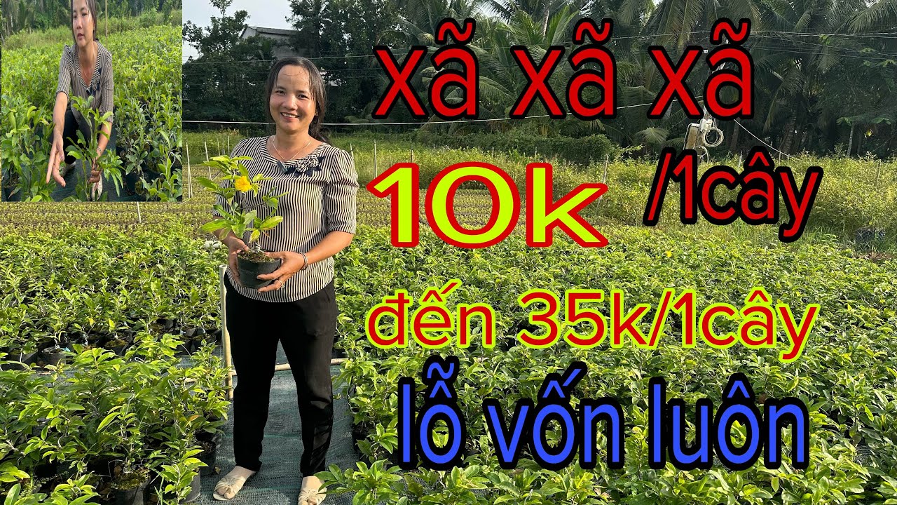 ☎️zalo  Đã Bán Hết ☎️👉gặp Huệ  👉mai vàng giá rẻ ( xã dọn vườn  )